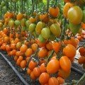 Бенигара F1 (КС 1430 F1) семена помидора индетерминантного (Kitano Seeds)