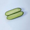 КС 1599 F1 насіння огірка партенокарпічного (Kitano Seeds)