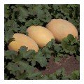 Кубус F1 (КС 6188 F1) насіння дині (Kitano Seeds)
