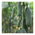 Домани F1 (КС 707 F1) семена огурца партенокарпического (Kitano Seeds)