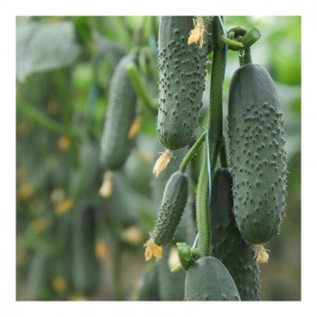 Домани F1 (КС 707 F1) семена огурца партенокарпического (Kitano Seeds)