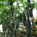 Домані F1 (КС 707 F1) насіння огірка партенокарпічного (Kitano Seeds)