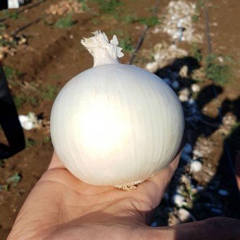 КС 725 F1 семена лука репчатого белого (Kitano Seeds)