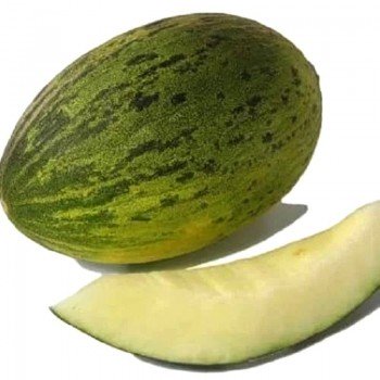 КС 775 F1 семена дыни (Kitano Seeds)