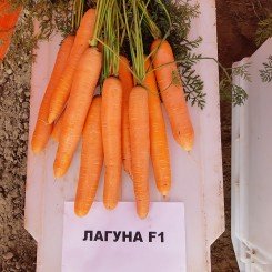 Лагуна F1 (прайм. 1,6-1,8) насіння моркви (Nunhems)