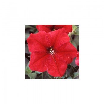 Ламбада F1 красная (red) семена петунии мультифлора (Hem Genetics)