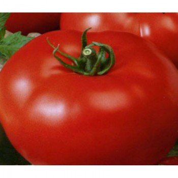 Кроткий семена помидора детерминантного (ТМ Вкусный)