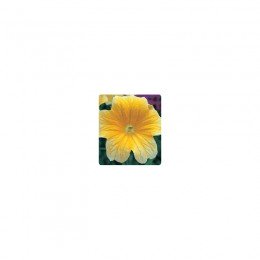 Либра Yellow (желтый) семян сальпиглоссиса (Kitano Seeds)