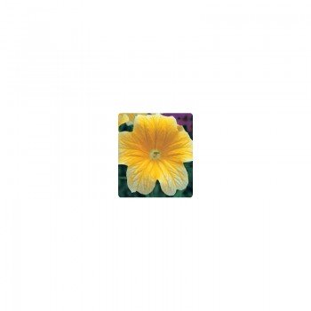 Либра Yellow (желтый) семян сальпиглоссиса (Kitano Seeds)