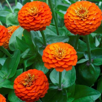 Ліліпут помаранчева (orange) насіння циннії (Floragran)