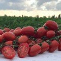 Люсі Плюс F1 насіння помідора чері детермінантного (Hazera)