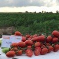 Люсі Плюс F1 насіння помідора чері детермінантного (Hazera)