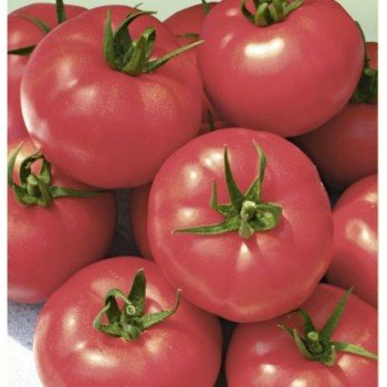 Малиновый мишка семян помидора детерминантного (GL Seeds)