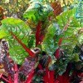 Мангольд красный семена (Hortus)