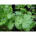 Маріно насіння коріандру (кінзи) (Enza Zaden)
