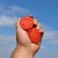 Мегрез F1 насіння помідора детермінантного (LibraSeeds)