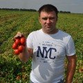 Мегрез F1 насіння помідора детермінантного (LibraSeeds)