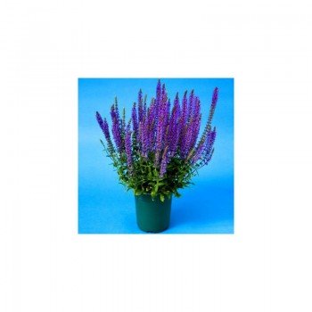 Мерло синие (blue) семена сальвии (Syngenta)