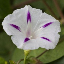 Милки Вэй белая (white) семена березки крупноцветковой (GL Seeds)