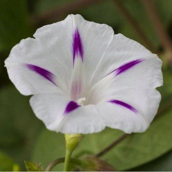 Милки Вэй белая (white) семена березки крупноцветковой (GL Seeds)