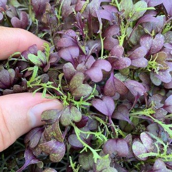 Мізуна червоне насіння мікрозелене (Agrocity)