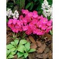Монако Rose Picotee насіння примули (Kitano Seeds)