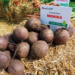 Моника семян свеклы столовой (Moravoseed)