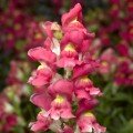 Монтего F1 рожевий біколор (rose bicolor) насіння антірінума карликового (Syngenta)