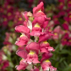 Монтего F1 розовый биколор (rose bicolor) семена антиринума карликового (Syngenta)