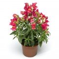 Монтего F1 рожевий біколор (rose bicolor) насіння антірінума карликового (Syngenta)
