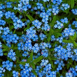 Незабудка лісова блакитна насіння (Moravoseed)