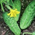 Ніжинське насіння огірка бджолозапилюваного (Seedera)