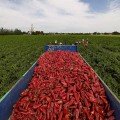 Навігатор F1 насіння перцю солодкого (ZKI)