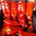 Навігатор F1 насіння перцю солодкого (ZKI)