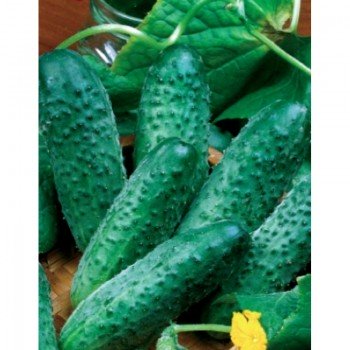 Одис F1 семена огурца пчелоопыляемого (GL Seeds)