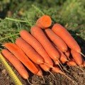 Олимпо F1 (VD калибр. 16-18 мм) семена моркови (Vilmorin)