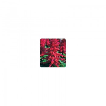 Оливер Burgundy семян сальвии блестящей (Kitano Seeds)