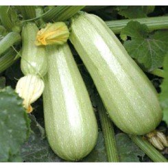 Опал F1 семена кабачка (GL Seeds)