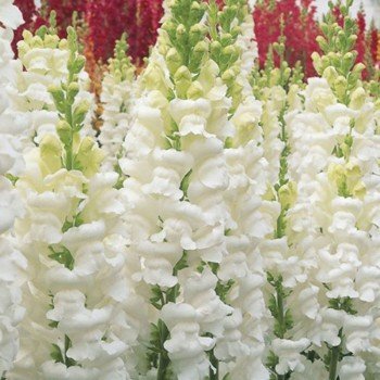 Опус F1 білий (white) насіння антірінума (Syngenta)