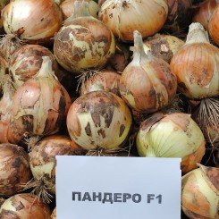 Пандеро F1 семена лука репчатого длинного дня среднего 115-120 дн. желтой (Nunhems)