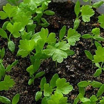Пастернак насіння мікрозелений (Agrocity)