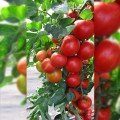 Педро F1 насіння помідора індетермінантного (Moravoseed)