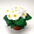 Піонер F1 біла (white) насіння примули (Hem Zaden)