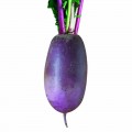 ПЛ 525 F1 (PL 525 F1) семена редьки (Asia Seed)