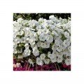 Плюш F1 белый (white) семян петунии ампельной (Syngenta)