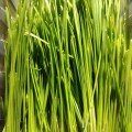 Полба (Спельта) насіння мікрозелене (Agrocity)