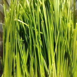Полба (Спельта) насіння мікрозелене (Agrocity)