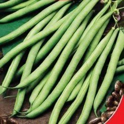 Поп-топ семян фасоли спаржевой кустовой ранней 55-60 дн. зел. 12-14 см (GL Seeds)