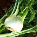 Прелюдіо Organic насіння фенхелю (Enza Zaden/Vitalis)