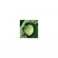 Престар F1 семена капусты белокочанной (Takii Seeds)